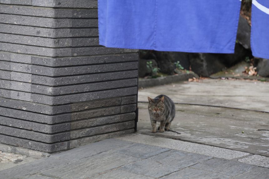 古無門　ねこ