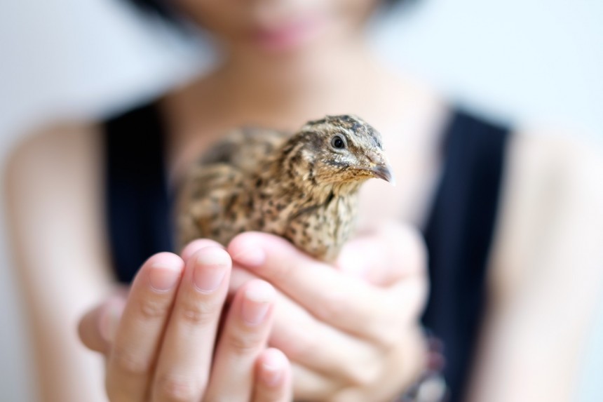 千鳥格子柄とは鳥