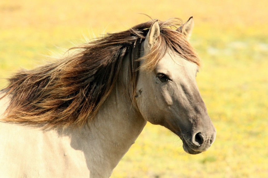 ニューマーケットと馬